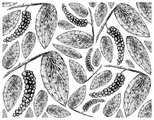 Hand drawn of black pepper or peppercorn background