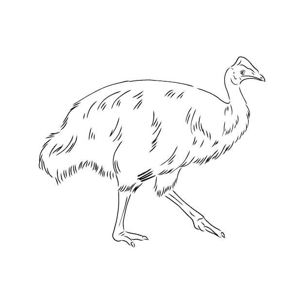 Vettore cassowary bianco e nero disegnato a mano nello schizzo di vettore di casuario in stile retrò