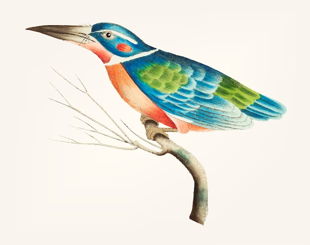 Vector hand drawn of blue kingfisher