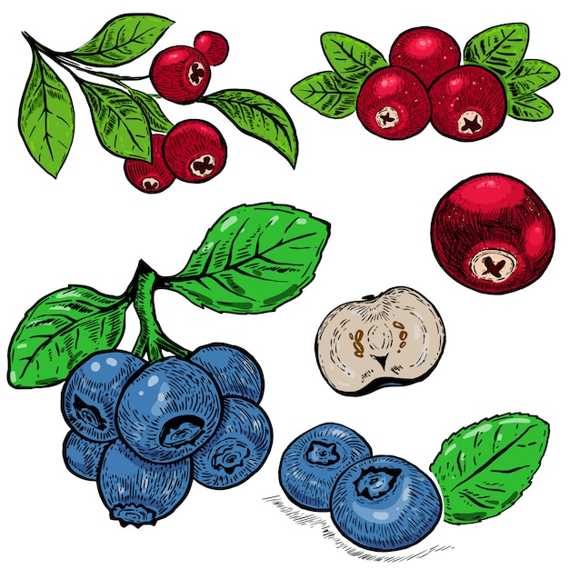 Vector hand drawn blueberry purple berries and red cranberry.  element for poster, card, banner, menu, store decoration.  image