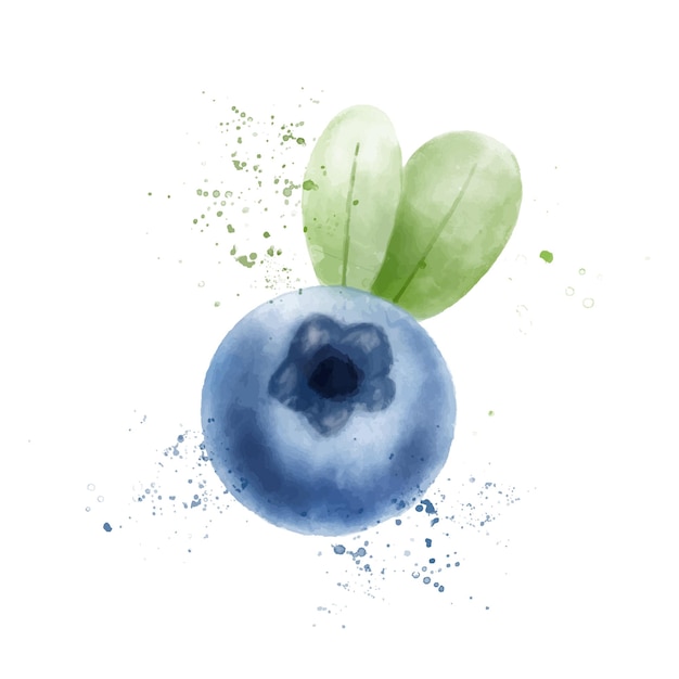 Hand drawn blueberry watercolor painting on white background Vector illustration of berrie with splashes