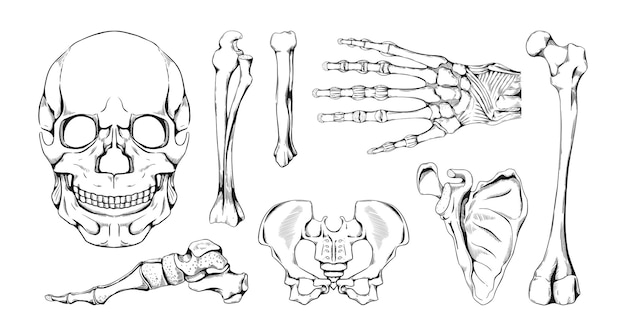 Vector hand drawn bones vintage human skeleton anatomy parts and joints sketch femur and scapula arm or leg with fingers phalanx isolated skull and hand wrist medicine science vector pencil draw set