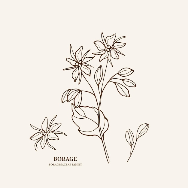 Vector hand drawn borage flower illustration