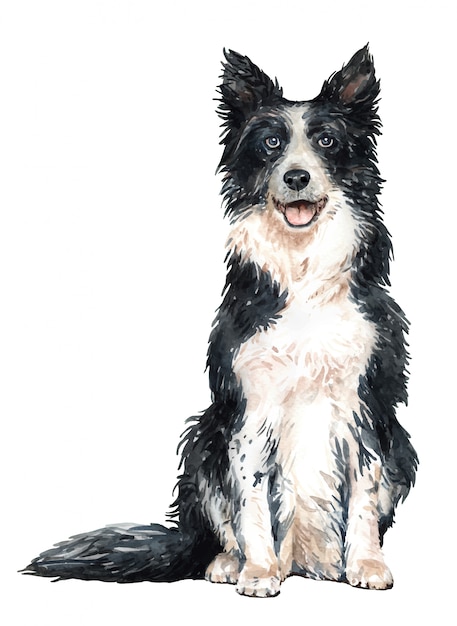 Hand drawn Border Collie watercolor dog.