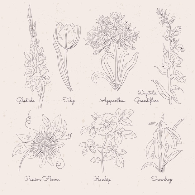 Vector hand drawn botanical flower chart