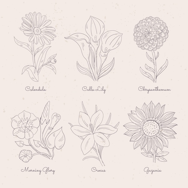 Vector hand drawn botanical flower chart