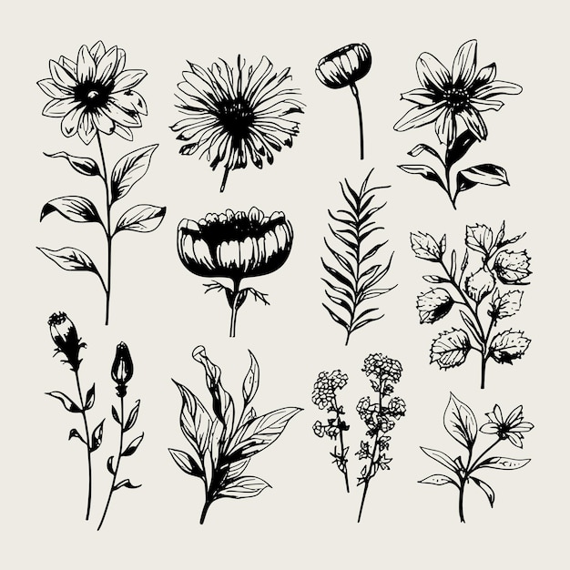 Hand drawn botanical illustration vintage set