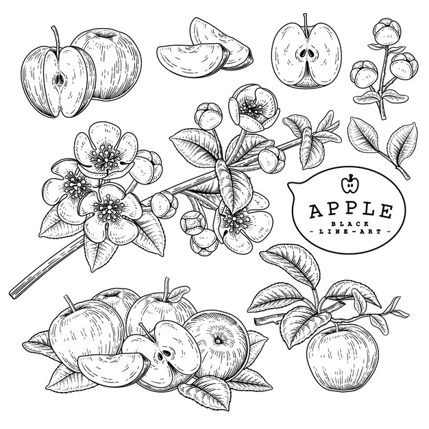 Vector hand drawn botanical illustrations