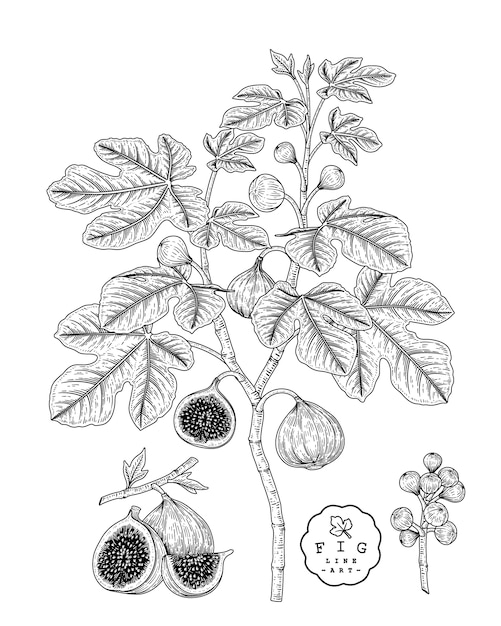 손으로 그린 식물 삽화