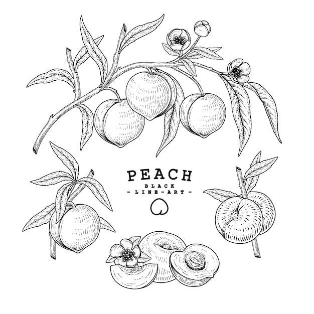 Hand drawn botanical illustrations