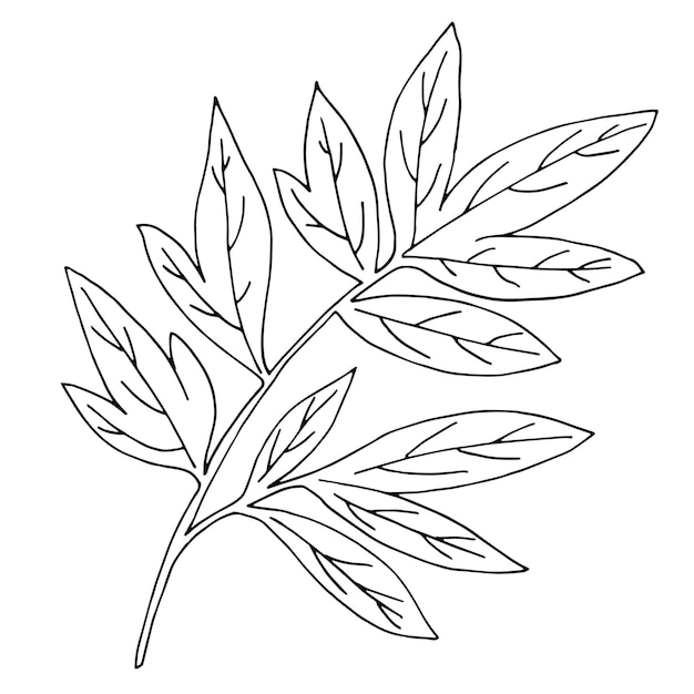 Vector hand drawn botanical plant