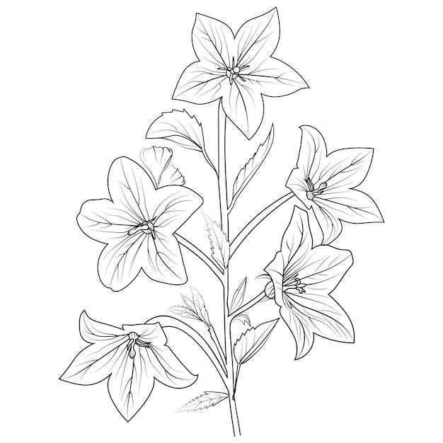 Hand-drawn botanical spring elements bouquet of bellflower closeup view, line art coloring page.