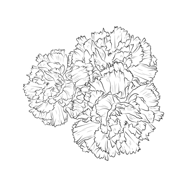 Hand-drawn botanical spring elements bouquet of carnation flower line art coloring page gillyflower,