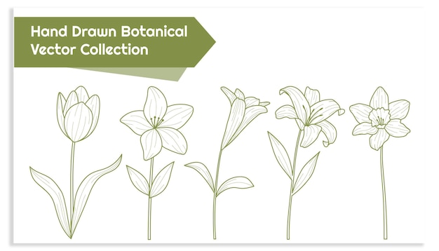 手描きの植物学的なベクトルコレクション 花のデザイン