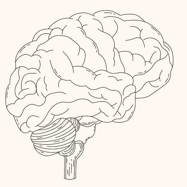 Vector hand drawn brain drawing illustration