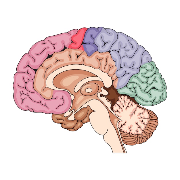 Vector hand drawn brain drawing illustration