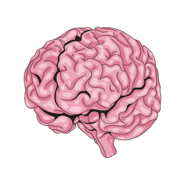 Иллюстрация чертежа мозга, нарисованная вручную