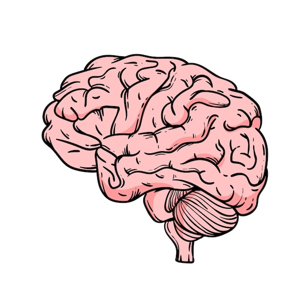 Hand drawn brain drawing illustration