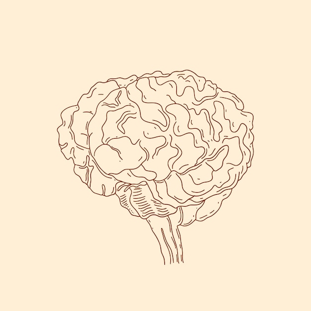 Hand drawn brain drawing illustration