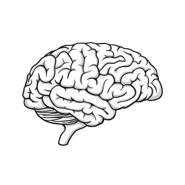 Hand drawn brain drawing illustration