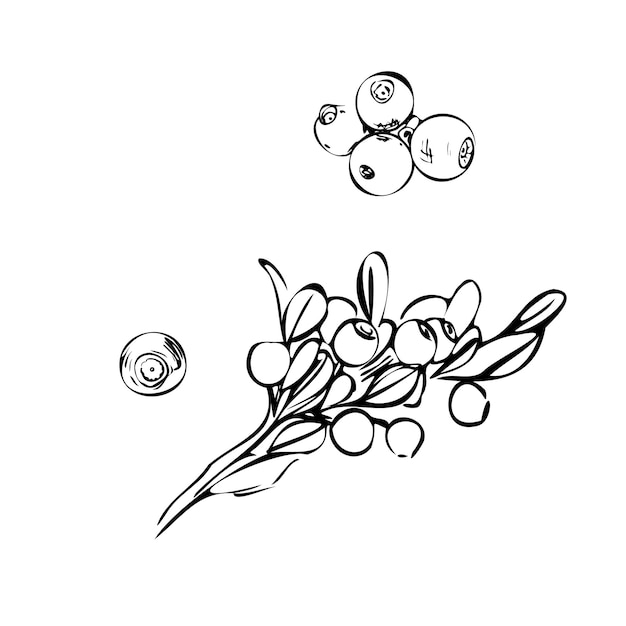 Hand drawn branch bilberry berries with leaves on white background