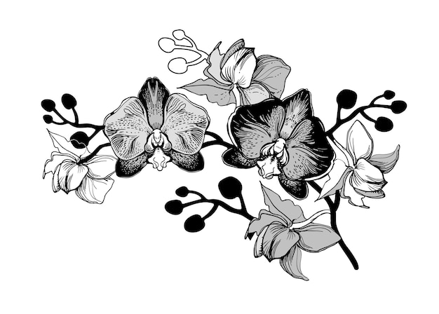 Hand Drawn Branch of Flowers Orchid Black and White Manual Graphics Isolated on White Background