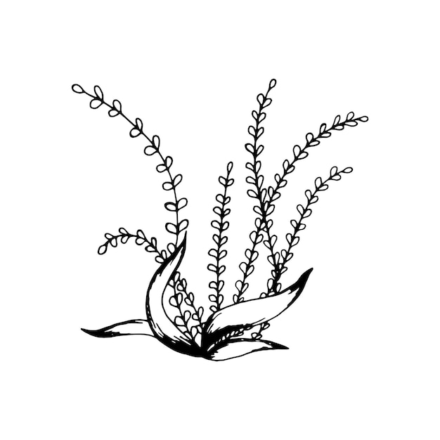 흰색 배경에 고립 된 잎 손으로 그린 지점. 장식 낙서 스케치 그림입니다. 벡터 꽃 요소입니다.