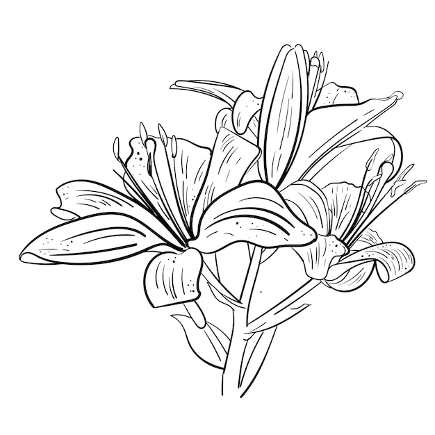 Vector hand drawn branches with lily isolated on background in linear style perfect sketch wedding