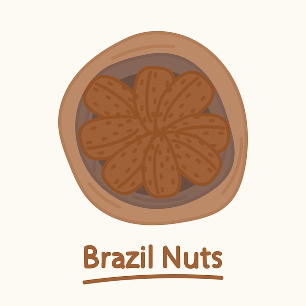 Ручной обращается бразильские орехи. Мультяшный дизайн еды, коллекция ореховых элементов. Натуральная пища.