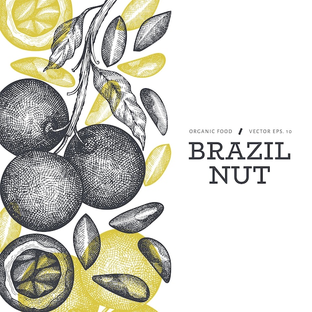 手描きのブラジルナッツの枝とカーネルのテンプレート。白い背景の上の有機食品のイラスト。レトロなナットのイラスト。刻まれたスタイルの植物のバナー。