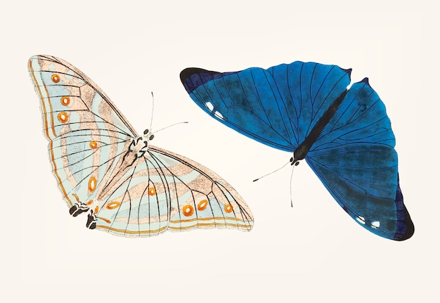 Hand drawn of bright blue butterfly