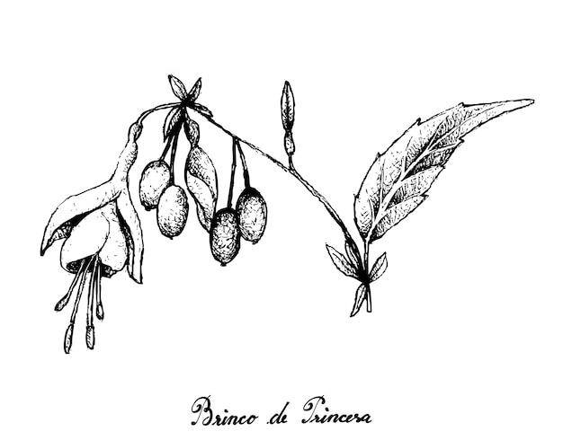 Disegnato a mano di brinco de princesa frutis su fondo bianco