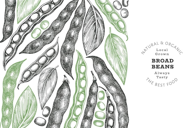 Vector hand drawn broad beans design template