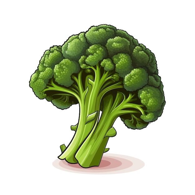 Vector hand drawn broccoli cartoon vector illustration clipart white background