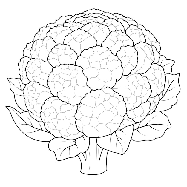 Hand drawn broccoli coloring page Illustration vegetable coloring book