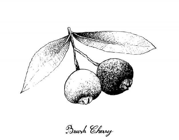 Hand Drawn of Brush Cherries on White Background