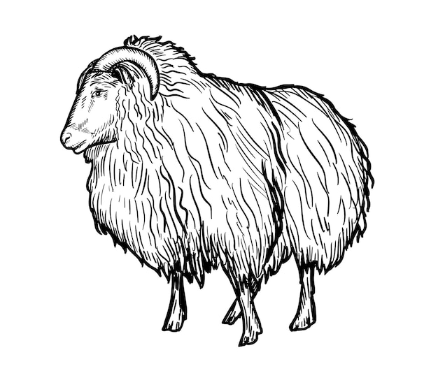 Hand drawn brush ink illustration isolated on white background. Ram. Sheep male. Mutton.Vector