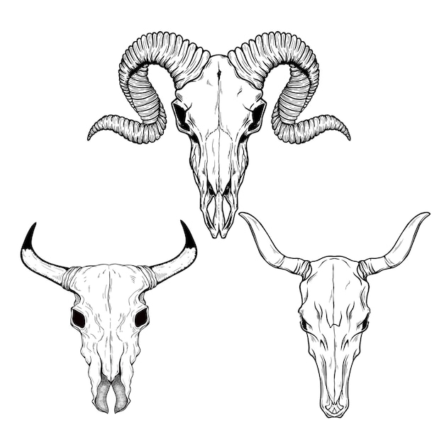 Vector hand drawn buffalo skull native american totem