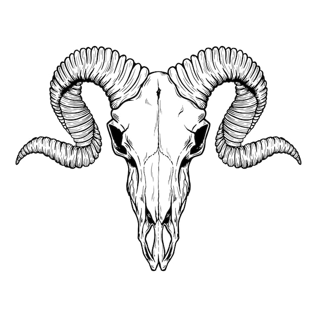 Vector hand drawn buffalo skull native american totem