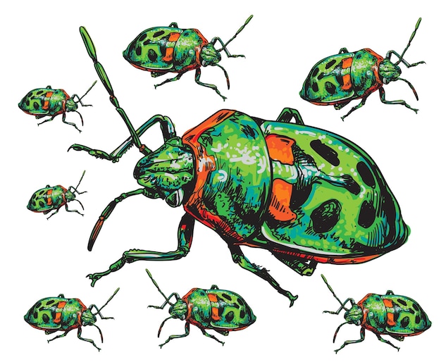 Vector hand drawn bug insecta