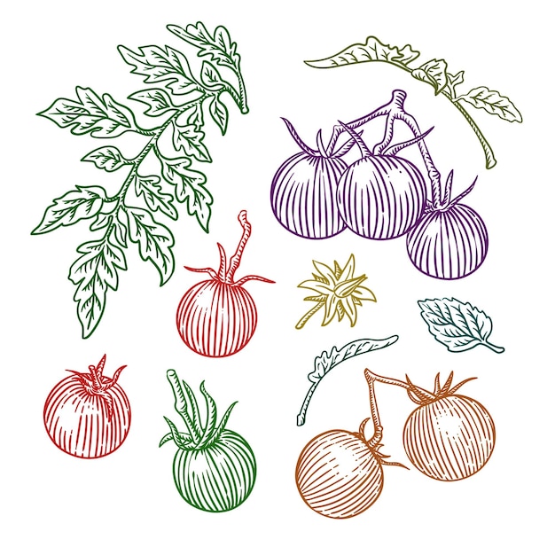Hand drawn bunch of tomatoes colors illustration engraved