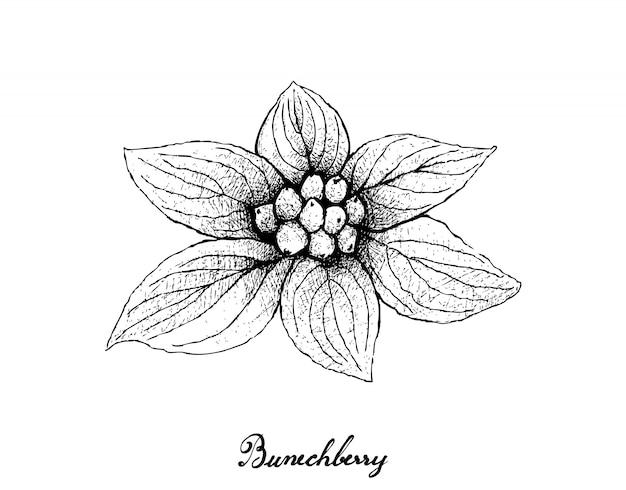 Hand drawn of bunchberry on white background