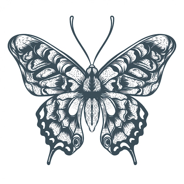 Vector hand drawn butterfly illustration