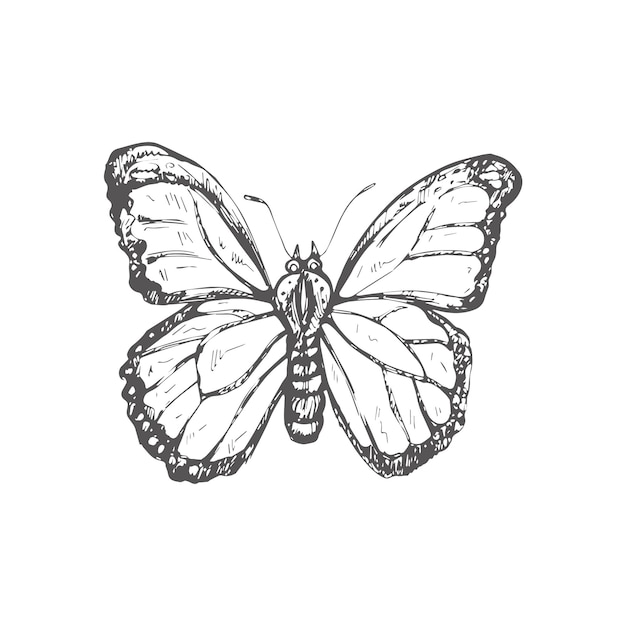 Hand drawn butterfly sketch Monochrome insect doodle Black and white vintage element Vector sketch Detailed retro style