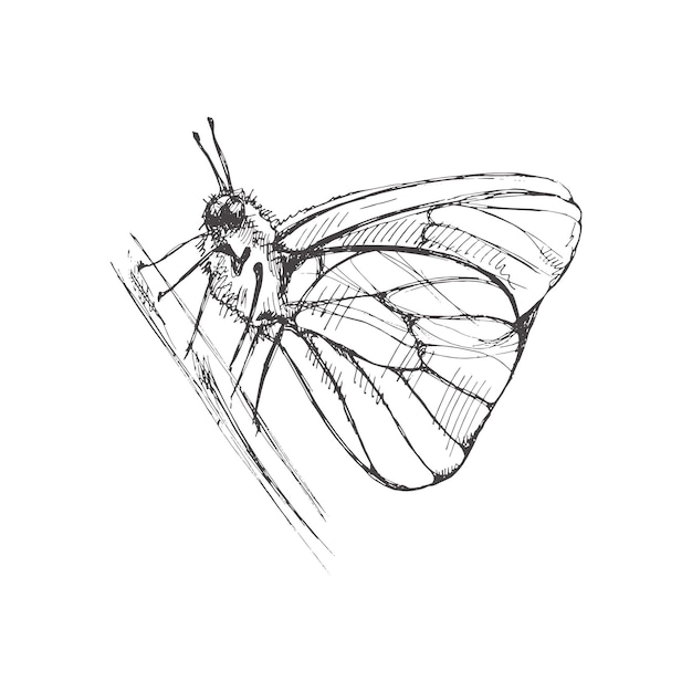 Vector hand drawn butterfly sketch monochrome insect doodle black and white vintage element vector sketch detailed retro style