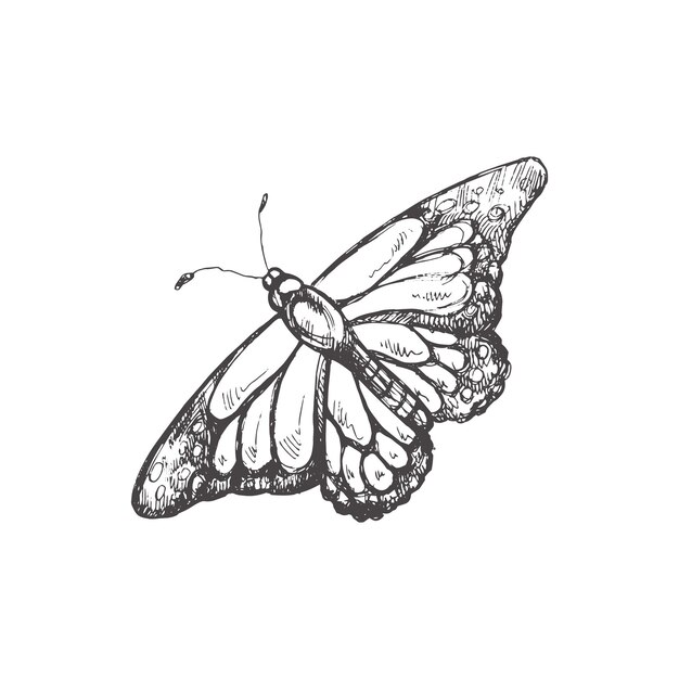 Hand drawn butterfly sketch Monochrome insect doodle Black and white vintage element Vector sketch Detailed retro style