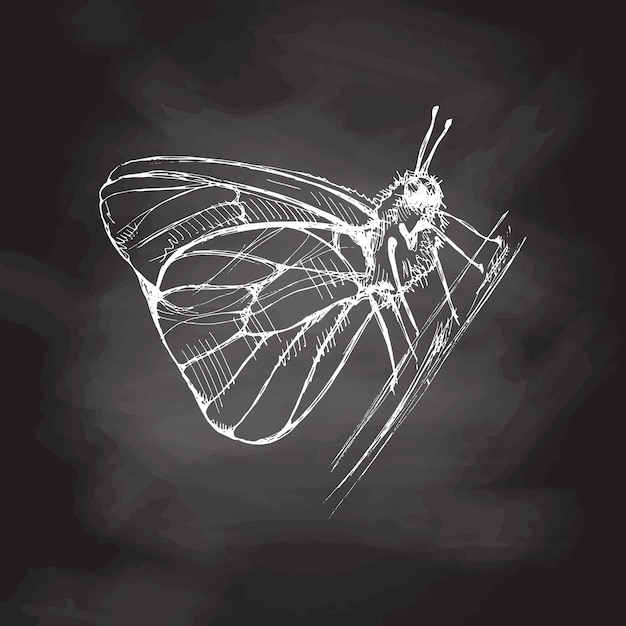 Hand drawn butterfly sketch monochrome insect doodle on chalkboard background