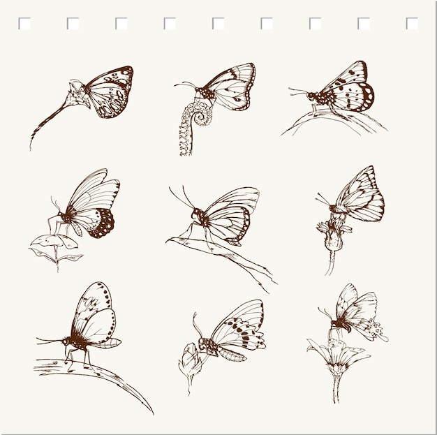 Vector hand drawn of butterfly