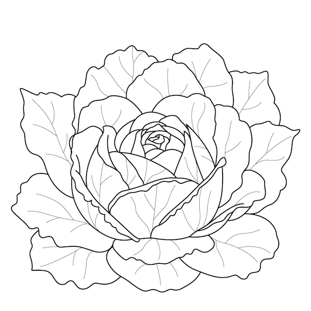 Hand drawn cabbage coloring page Illustration vegetable coloring book