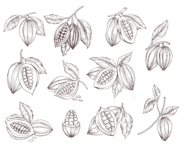 Illustrazione disegnata a mano del cacao